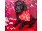 Goldendoodle Puppy for sale in Baton Rouge, LA, USA