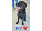 Adopt Finn a Black Labrador Retriever