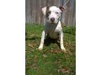 Adopt Constance a Mixed Breed