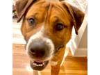 Adopt Jason a Boxer