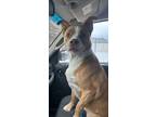 Adopt Donnie a Pit Bull Terrier, Mixed Breed