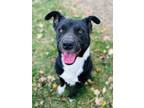 Adopt Pookie a Pit Bull Terrier