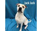 Adopt Jack Jack a American Bully