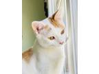 Adopt Jimbo a Domestic Short Hair, Tabby