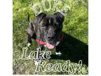 Adopt Duke a Pit Bull Terrier