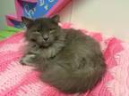 Adopt NEPTUNE a Domestic Long Hair