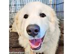 Adopt Sargon in NC - Always Smiling! a Great Pyrenees