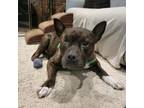 Adopt Oscar Stone a American Staffordshire Terrier, Mixed Breed