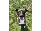 Adopt Ozzy a Mixed Breed