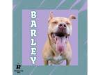 Adopt Barley a Mixed Breed