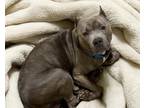 Adopt CHARLIE a Pit Bull Terrier