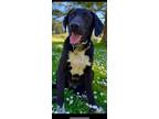 Adopt Cajun a Hound, Labrador Retriever