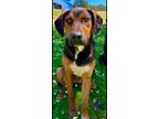 Adopt Cumin a Hound, Labrador Retriever