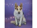 Adopt Chanel a Husky