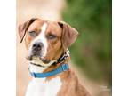 Adopt Grayson a Boxer, Hound