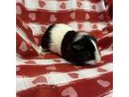 Adopt Nuzzle bonded Oreo a Guinea Pig