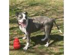 Adopt Bo a American Staffordshire Terrier