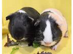 Adopt Wendell & Billy a Guinea Pig