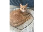 Adopt BRODY a Tabby, Domestic Short Hair