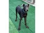 Adopt Grey a Doberman Pinscher