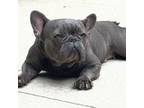 French Bulldog Puppy for sale in Warsaw, OH, USA