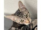 Adopt Kane a American Shorthair