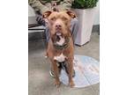 Adopt PACHUCO a American Staffordshire Terrier