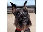 Adopt Prince a Miniature Schnauzer