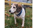 Adopt DeVito a Beagle, Mixed Breed