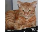 Adopt Prince a Domestic Short Hair