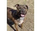 Adopt 2402-0335 Otis a Pit Bull Terrier