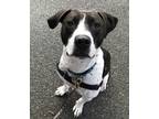 Adopt GRiZ in Richmond VA a Pointer, Pit Bull Terrier