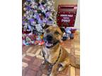 Adopt Davidson in Bluefield VA a Pit Bull Terrier