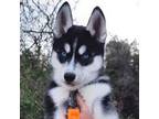 Siberian Husky Puppy for sale in De Soto, MO, USA