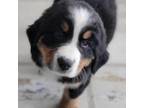 Bernese Mountain Dog Puppy for sale in Waterford, MI, USA