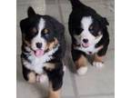 Bernese Mountain Dog Puppy for sale in Waterford, MI, USA