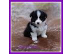 Pembroke Welsh Corgi Puppy for sale in Conroe, TX, USA