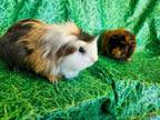 Adopt Cousin It & Junie B Jones a Silkie / Sheltie, Abyssinian