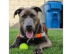 Adopt Walter a Pit Bull Terrier