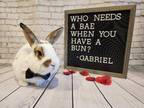 Adopt Gabriel a English Spot, American Fuzzy Lop