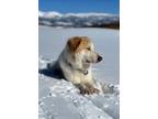 Adopt Gombe a Great Pyrenees