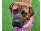 Adopt Handsome a Mastiff