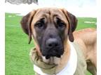 Adopt Uzu a Mastiff