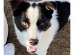 Adopt Jordy a Border Collie