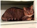 Adopt Sam a Tabby, Domestic Short Hair