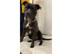 Adopt Sheldon a Pit Bull Terrier