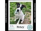 Adopt Petey (Petunia's Pups) 012724 a Hound, Labrador Retriever