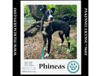 Adopt Phineas (Sweet Siblings) 012724 a Pit Bull Terrier, Husky