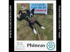 Adopt Phineas (Sweet Siblings) 012724 a Shepherd, Border Collie