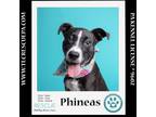 Adopt Phineas (Sweet Siblings) 012724 a Shepherd, Border Collie